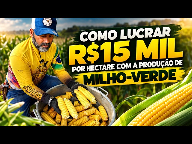 Como Lucrar R$15 Mil por Hectare com a Produção de Milho-Verde? professor Fabrício responde.