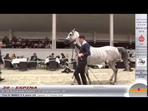 Berlin Cup 2015 - Mares 4-6 years old - Class 9