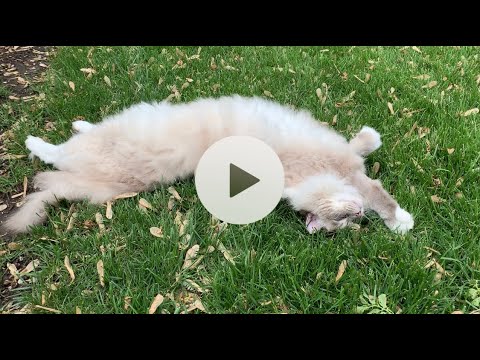 A Moment with Ragdoll Cat Trigg Outside - Can Ragdoll Cats Go Outside?