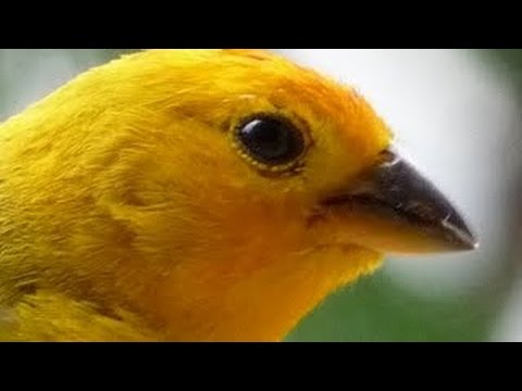 CANARIO BELGA CAMPAINHA LUTEUS - VÍDEO COM 2 HORAS DE PURO CANTO CAMPAINHA - CANARY SINGIN