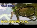 REKOR IKAN GURAME TERBESAR JAWA BARAT