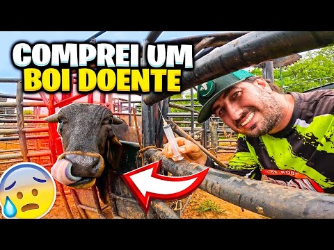 COMPREI ESSE BOI ! Mas veio doente 🤢 