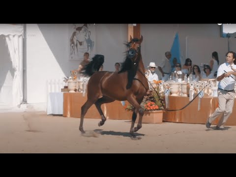 ALJASSIMYA FARM - Won the Best Breeder Cup at Menton 2021