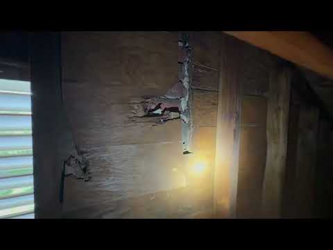 Ants Crawling in the Dark Attic in Bernardsville, NJ