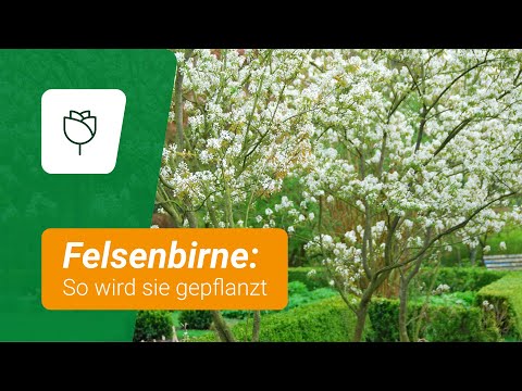 Felsenbirne pflanzen: Das solltet ihr beachten