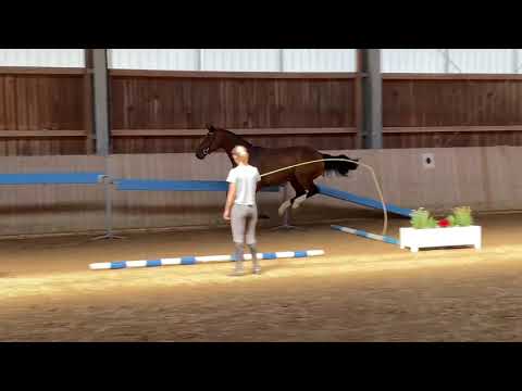 Lordanos 🚀…. 5 jähriger … for sale….