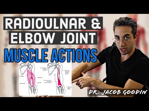 Elbow & Radioulnar Anatomy: Muscle Actions