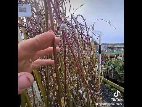 Salix Kilmarnock ( Weeping Williow)