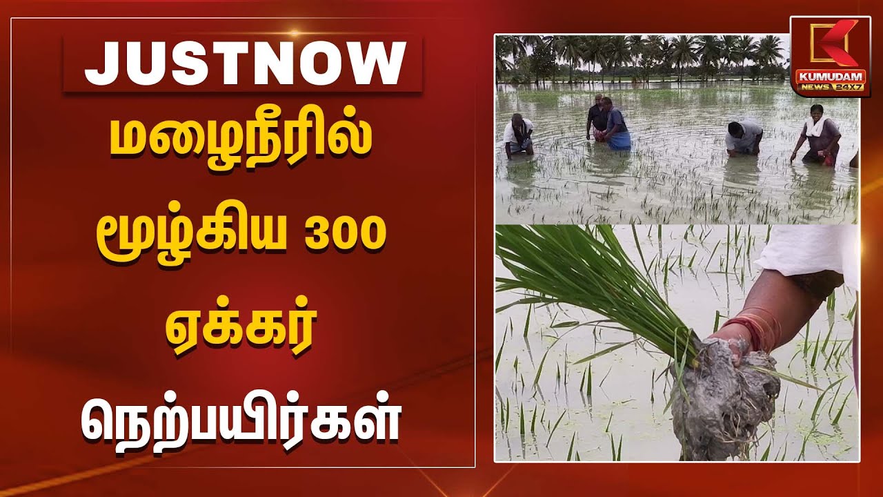 மழைநீரில் மூழ்கிய 300 ஏக்கர் நெற்பயிர்கள்  | Paddy Damage | Kumudam News