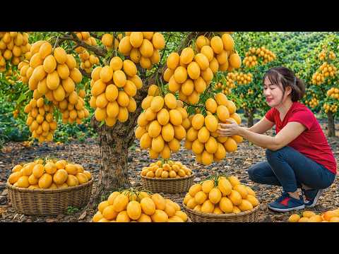 Harvesting RARE Musang King Mango Plum | A Long Journey into the Wild for a Rare Harvest