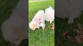 クリフと遊んだルナのVlog#ポメラニアン #ドイツ #ポメラニアンのいる生活 #vlog #癒し #愛犬 #小型犬#ヨーロッパ