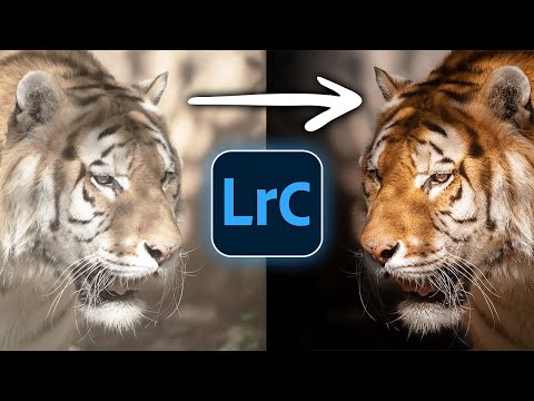 How to Edit your WILDLIFE Photos in Lightroom Classic!