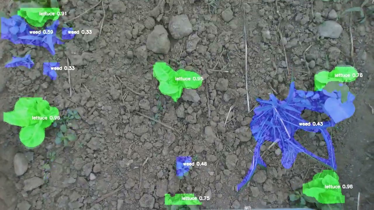 Weed Identification Demo