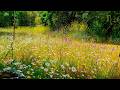 Relaxing Nature Ambience Meditation 8h GOOD MORNING SPRING NATURE THERAPY Meadow Healing Sounds