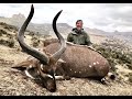Mountain Nyala In Ethiopia