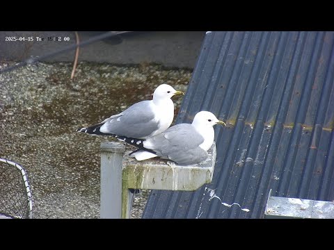 250416 seagulls, nest challenging time