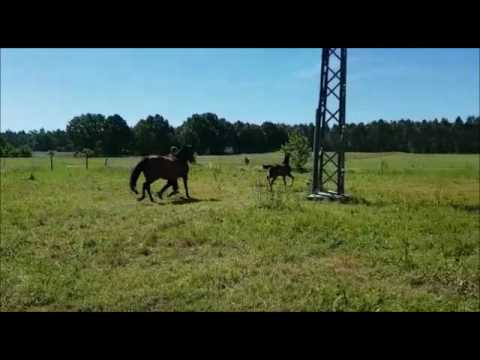 Hengst von Le Vivaldi