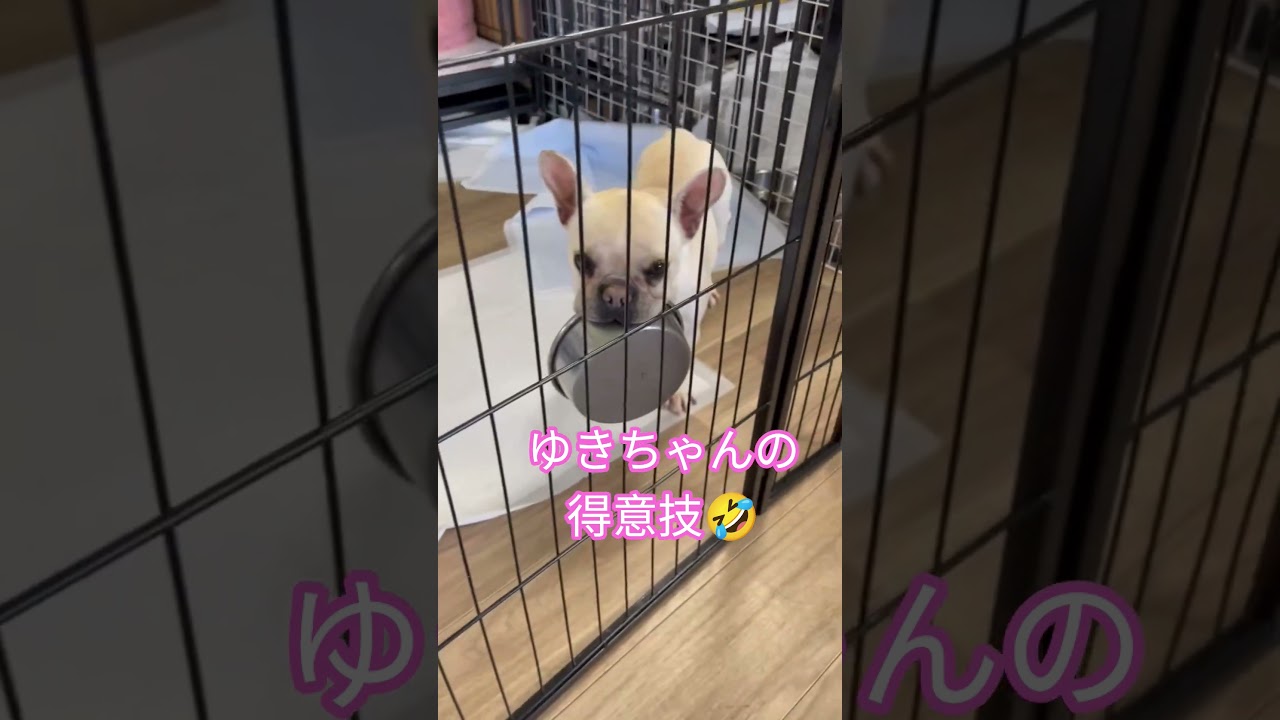 可愛すぎる保護犬ゆきちゃん #かわいい