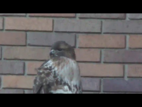 Ferris Akel Live Stream