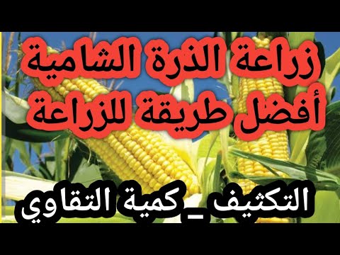 , title : 'زراعة الذرة الشامية خطوة بخطوة وأفضل طريق للزراعة وماهي الزراعة التكثيفية للذرة'