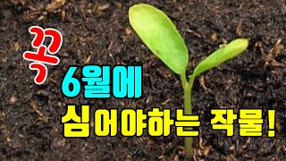 6월 텃밭작물/ 지금 심어도 늦지않았어요. 늦게 심으면 늦게 먹으면 됨