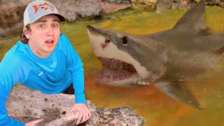 I Found a Pond Infested with Sharks!