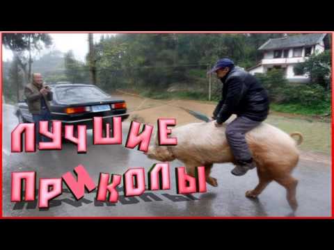 Очень смешно. Новые приколы.
