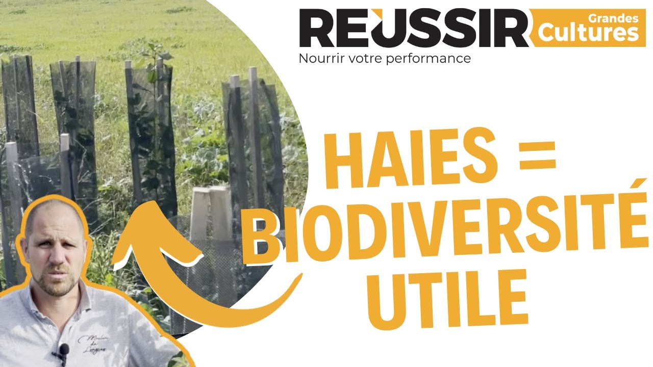 Planter des haies pour apporter de la biodiversité utile