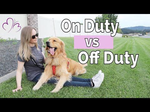 Walking my Service Dog: Off-Duty vs On-Duty! (with service dog tasking caught on camera)