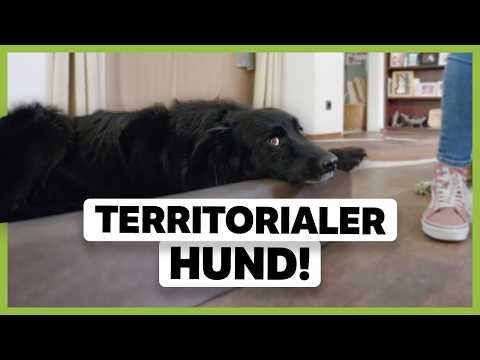 Territoriale AGGRESSION beim Hund beruhigen: So kannst du ihm helfen zu entspannen