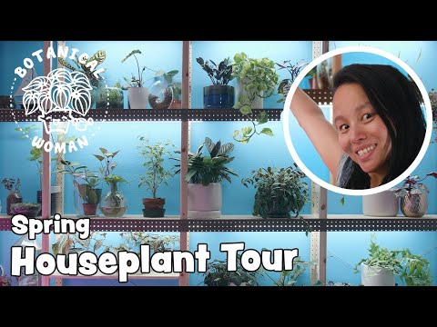 Spring 2020 Houseplant Tour, over 150 plants!