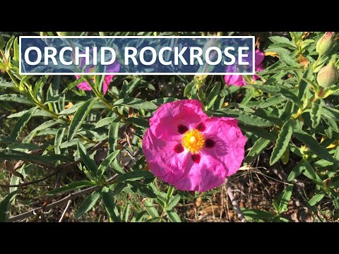 Orchid Rock Rose (Rockrose) Facts, Cistus purpureus - flowers, propagation, Coto de Caza