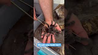 Download lagu Would you hold this massive sweet tarantula? mp3