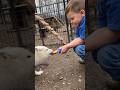 4-Year-Old Bonds With His Rescue Fox Over Popsicles l The Dodo