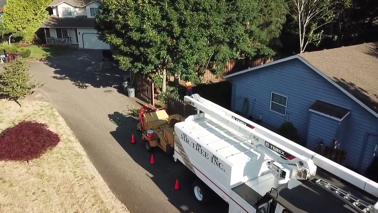 Back yard project Mr Tree service