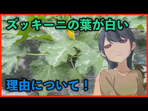 ズッキーニに牛乳は良いのでしょうか？うどんこ病も治りますか？  庭園