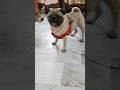 The Cutest Pug Videos Ever