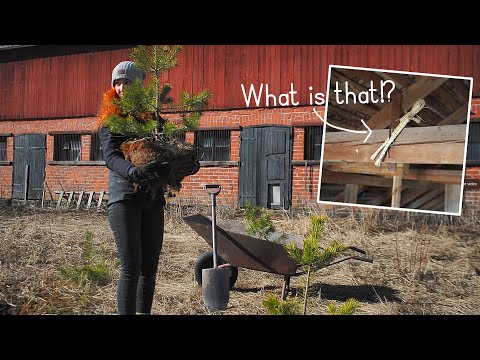 Moving trees and a creepy find in the attic | Countryside vlog