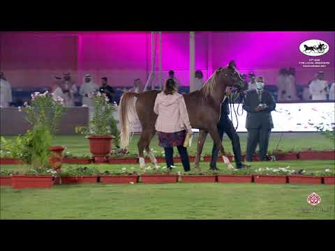 N 154 WAHAJ ERAB AL SAHRA   10th Arabian Horse Show for local Breeders in Saudi Arabia 2021   Yearli