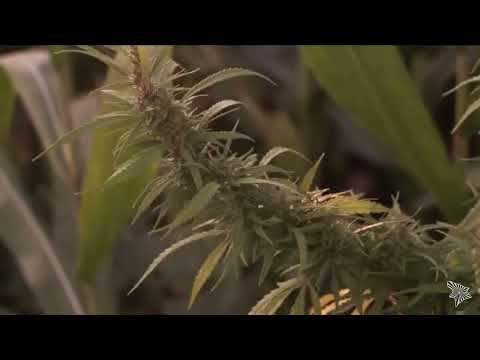 (✵18)Blatnoy  Udar ✵ Pod Kaifam ✵2018