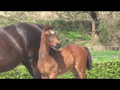 Hof Brüning - Contendro I - Heraldik xx 2018 - Filly