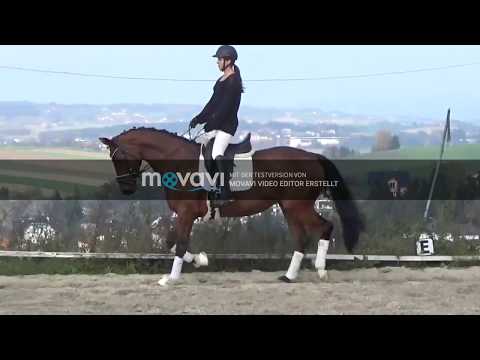 6 Jährige Westfalenstute von Laureus x Lord Sinclair