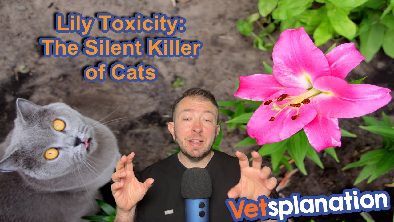 Lily Toxicity: The Silent Killer of Cats