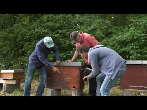 beeMOOC - Die Drohnenschlacht