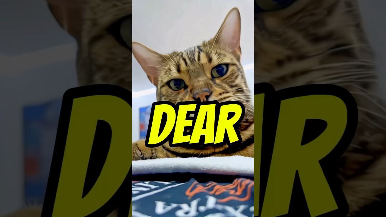 Dear problems… #cat #cats #meow #capcut #problems #funny #life