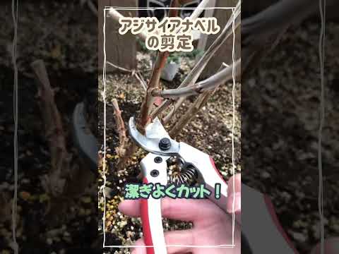アジサイの剪定方法は？避けるべき最も一般的な間違い  庭園