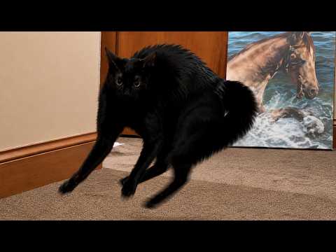 Cats Acting Bonkers