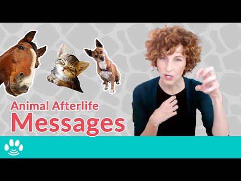 Will my dead dog visit me? Signs from Pets in the Afterlife