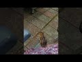 Chipmunk Joins In For Morning Coffee Time ViralHog