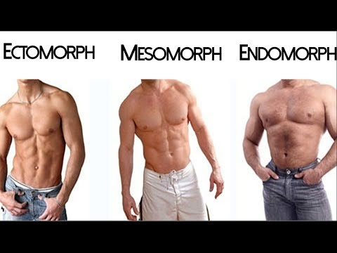 image-What are the 3 types of somatotypes?
